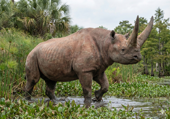 アルシノイテリウムの画像1