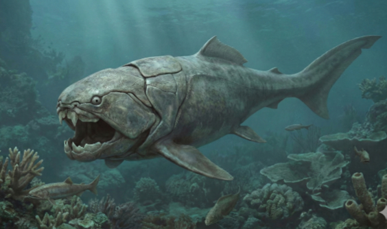 ダンクルオステウスの画像