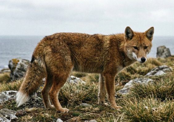 フォークランドオオカミの画像