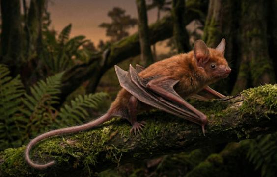 イカロニクテリスの画像