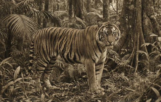 ジャワトラの画像