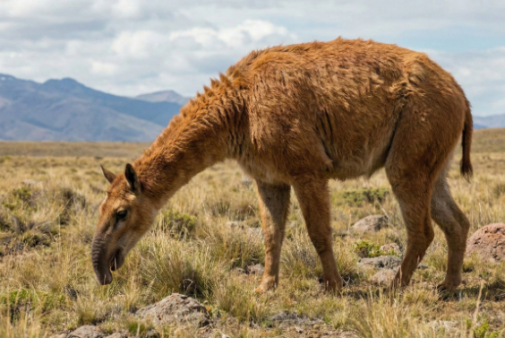 マクラウケニアの画像2