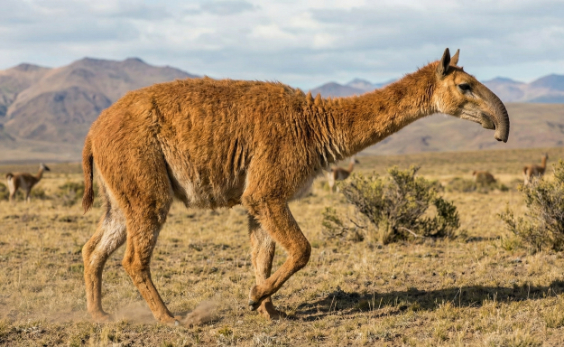 マクラウケニアの画像1