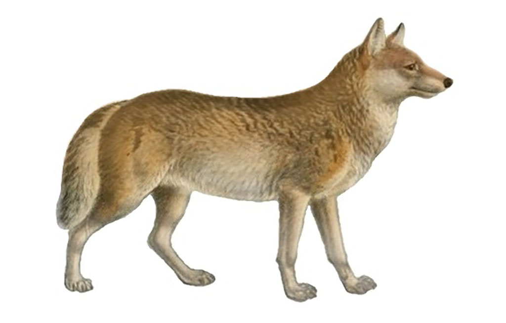 ニホンオオカミ Japanese Wolf 絶滅動物図鑑