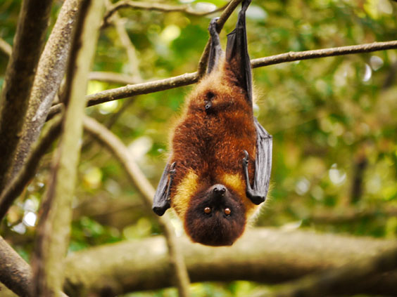  Okinawa Flying Fox 